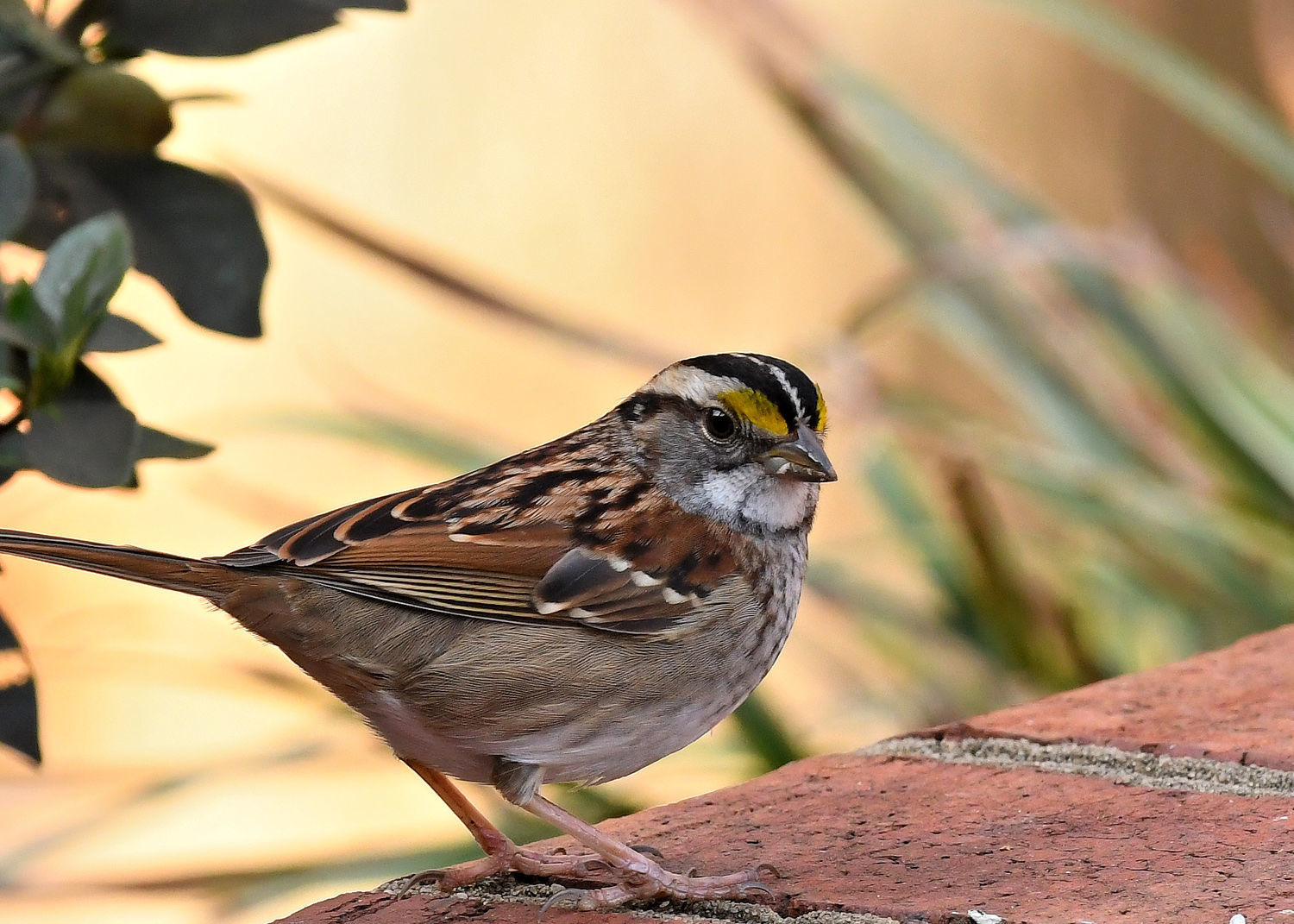 Sparrow